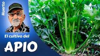 𝗔𝗣𝗜𝗢 COMO SEMBRAR Y CULTIVAR APIO En sopas cocidos o ensaladas [upl. by Yenettirb]