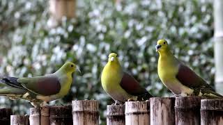 アオバト Treron sieboldii  Japanese Green Pigeon [upl. by Neelyaj]