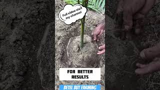 Betelnut fertilizer npk mixture for better yield best arecanut plant [upl. by Divad391]