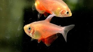 Hyphessobrycon flammeus Flame tetra Species Spotlight [upl. by Chansoo]