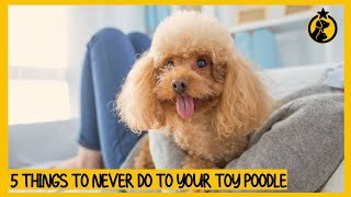 5 Things You Must Never Do to Your Toy Poodle [upl. by Leede]