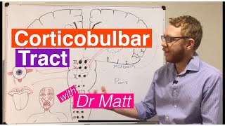 Corticobulbar Tract [upl. by Kinson]