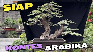 Cek Harga Bonsai Siap Kontes [upl. by Cristian]