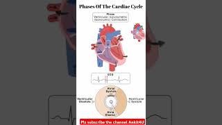 Cardiac Cycle Phase represent ytshorts shortsfeed cardiaccycle [upl. by Crescen]