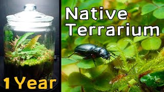 Forest Floor Terrarium │ Native Terrarium  1 Year Update [upl. by Desma123]