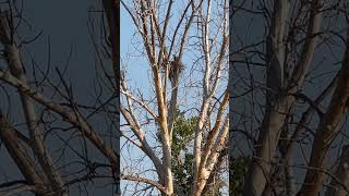 Swainsons hawk nesting in the city urbanwildlife wildlife falconry hawk benwoodruff [upl. by Bonine]