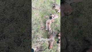 Lufte av valper doglover malinois hund malinoislife malinoislovers [upl. by Amie]