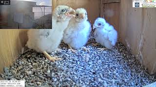 Lesser kestrel nestling get excited when adults arrives at the LIVE Lesser Kestrel Israel CAM [upl. by Rubliw]