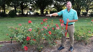 Get It Growing Pruning roses helps make more beautiful blooms for the fall [upl. by Barthelemy]