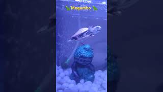 play with mogambo aquariumaquascape turtle aquarium [upl. by Shani]