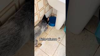 Pensa num bicho teimoso 😅 viral videosdecachorros blueheeler boiadeiroaustraliano doglover [upl. by Hodgson909]