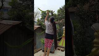 সারারাত এই চিন্তায় ঘুমোতে পারিনি 🫤😱 minivlog banglaminivlog gardening plantslove [upl. by Aihsilef]