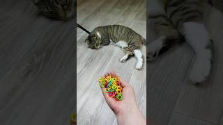 Cat Barsik ⭕🔴❤ Marbles Reverse Video marblerunandmore cat [upl. by Yenitirb]