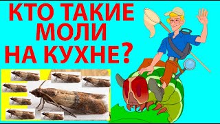 ПРО МОЛЕЙ НА КУХНЕ В ШКАФУ И НА ОДЕЖДЕ ОТКУДА МОЛИ БЕРУТСЯ ЧТО ЕДЯТ И КАК ИЗБАВИТЬСЯ [upl. by Ihcelek]