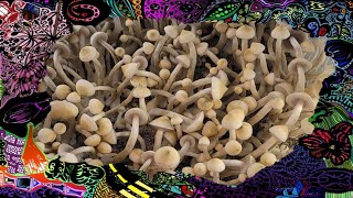 Growing Mushroom Timelapse  APE Revert [upl. by Grider226]