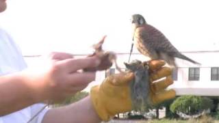 2010 American Kestrel Hunting Falconry Day 2 [upl. by Haraz]