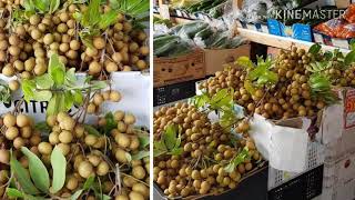 Longan Farm of SheampCarlosAustralian Tropical Fruit [upl. by Refinneg423]