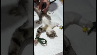 how to spaying cat [upl. by Odnama991]