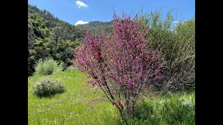 Cercis occidentalis Western redbud [upl. by Llehsyar]