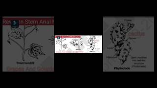 Arial Stem Modification  Revison Botany  Small Step revisions  Thorn  Phylloclade [upl. by Storer]