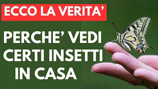 Cosa Dicono QUESTI Insetti Sul Tuo Ambiente [upl. by Aratal]