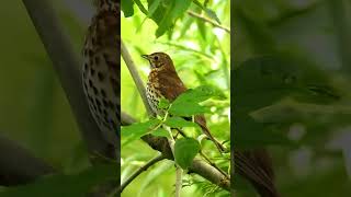 Song thrush singingchirping last part [upl. by Leina]