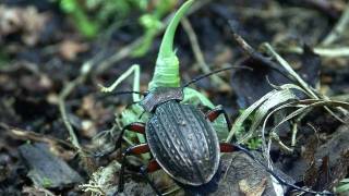 Carabus cancellatus 2 [upl. by Meunier]