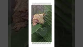 Crested Gecko Hop Hop Away [upl. by Kevin]