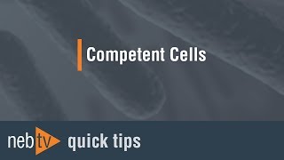 Differences between electrocompetent and chemically competent cells [upl. by Dott522]