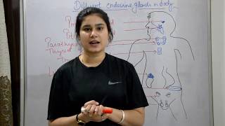 Endocrine system anatomy amp physiology in hindi  glands  functions  locations  structure [upl. by Arrec521]