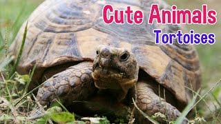 TORTOISE  Animals For Kids  Tortoise photos with classical music for children by Oxbridge Baby [upl. by Aicrag372]