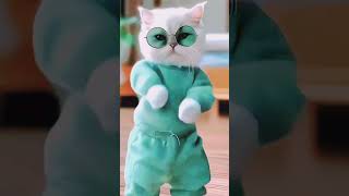 Kachcha Badam Cat dance shorts [upl. by Iatnahs]