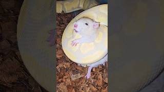 Snake Kills Rat In Less Than 60 Seconds [upl. by Atonsah243]