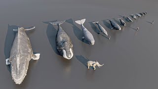 Size Comparison  whale and dolphin  3D Animation [upl. by Lrac866]