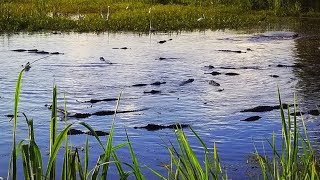 Video captures 53 gators in one pond at wildlife refuge [upl. by Al]