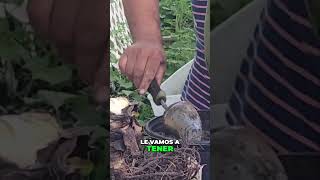 ¡Cuidado perfecto para tu planta de sábila cuidadodeplantas plantas jardinencasa [upl. by Reube]