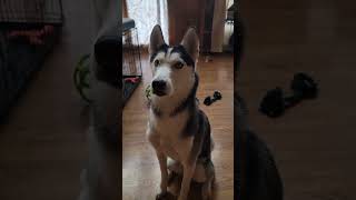 Trying to teach my husky to talk husky dog huskylife [upl. by Belac]