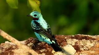 Spangled Cotinga at 55 m high in the Amazon  Brazil [upl. by Margaux]