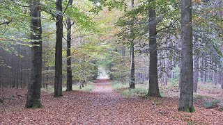 Herfstwandeling  Autumn walk [upl. by Kreitman]