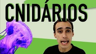 Zoologia  Cnidários Celenterados [upl. by Niriam]