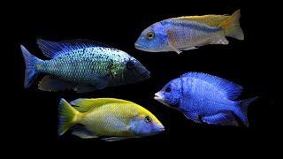 Malawi Cichlids [upl. by Hoang]