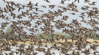 Birds of the Mississippi River Delta [upl. by Hendon]