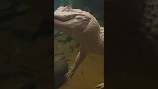 Gorgeous Albino Alligator conservation albino gator [upl. by Sholem]