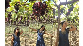 Cumbum  Tamilnadu My first grape farm visit [upl. by Maer]