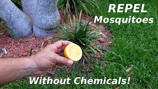 How To NATURALLY Repel Mosquitoes amp Sandflies [upl. by Lalat629]