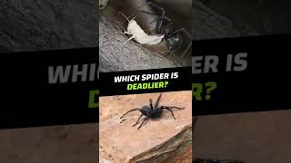 Black Widow or FunnelWeb Spiders Which is the Deadliest Shorts [upl. by Eineeuq]