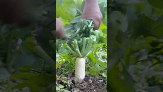 Best Way to Harvest Radish Leaves garden harvest freash radishleaves viralvideo shorts [upl. by Idnil]