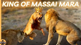 The Story of Scarface King of Masai Mara [upl. by Celestyna985]