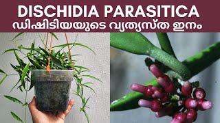 Dischidia Parasitica ഡിഷിടിയയുടെ വ്യത്യസ്ത ഇനം  Care and propagation [upl. by Missak]