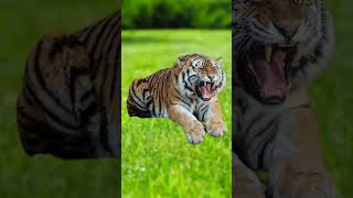 Liger VS Tigon VS Tiger VS Lion VS Hippo shorts animals shortsvideo [upl. by Ianthe]